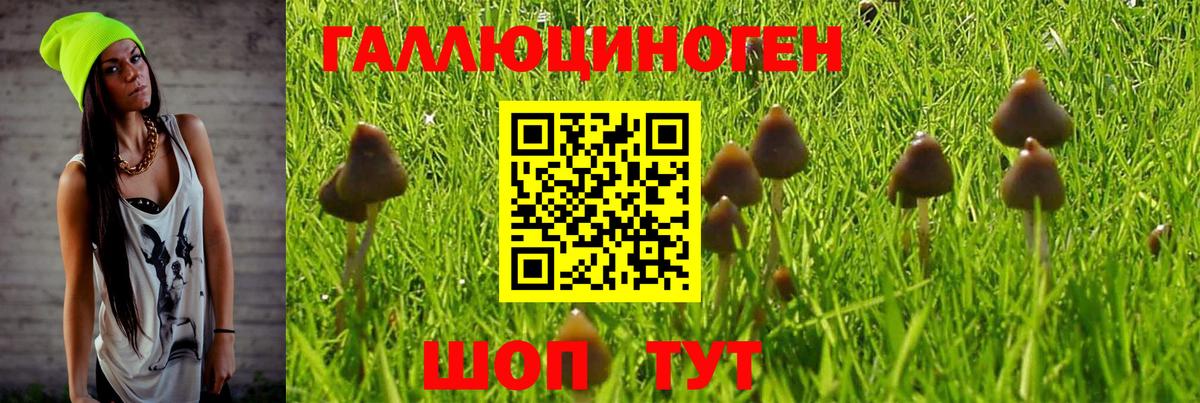 купить наркотики цена  Вход с VPN  Алапаевск  Галлюциногенные грибы Psilocybe 